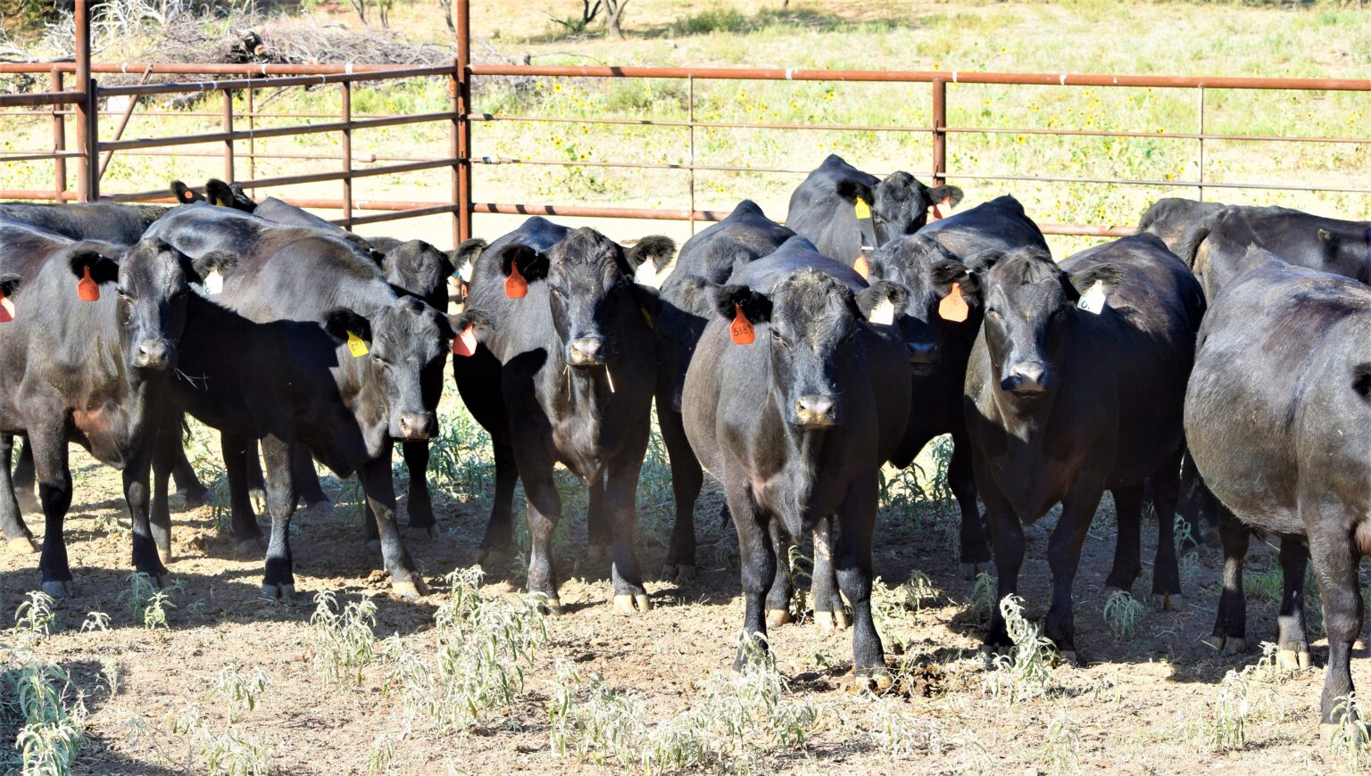 Cattle For Sale Boyd Ranch, LLC Commercial Cattle, Ranch & Cow