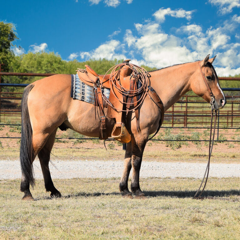 Horses For Sale - Boyd Ranch, LLC | Commercial Cattle, Ranch & Cow ...