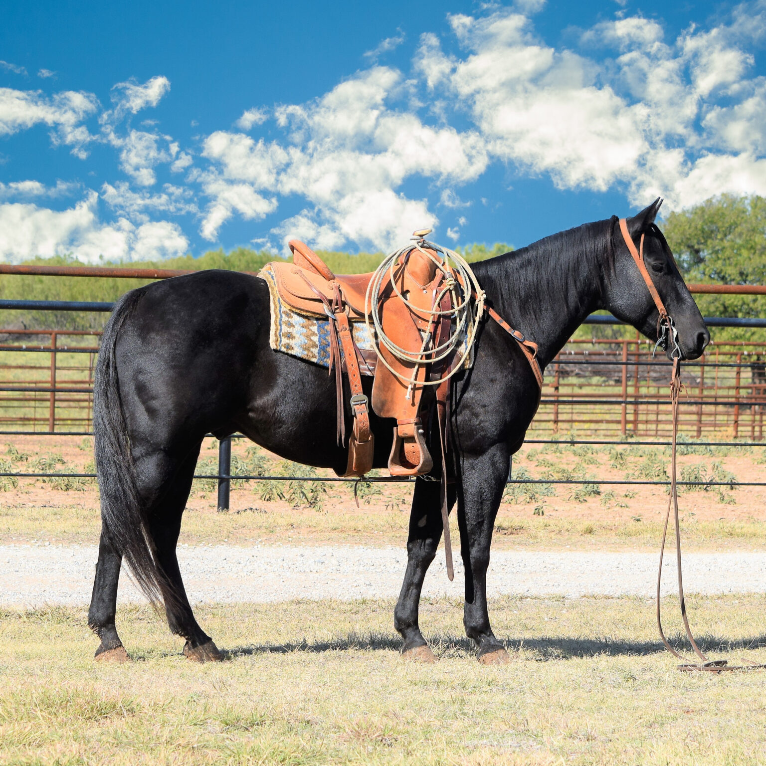 Horses For Sale - Boyd Ranch, LLC | Commercial Cattle, Ranch & Cow ...