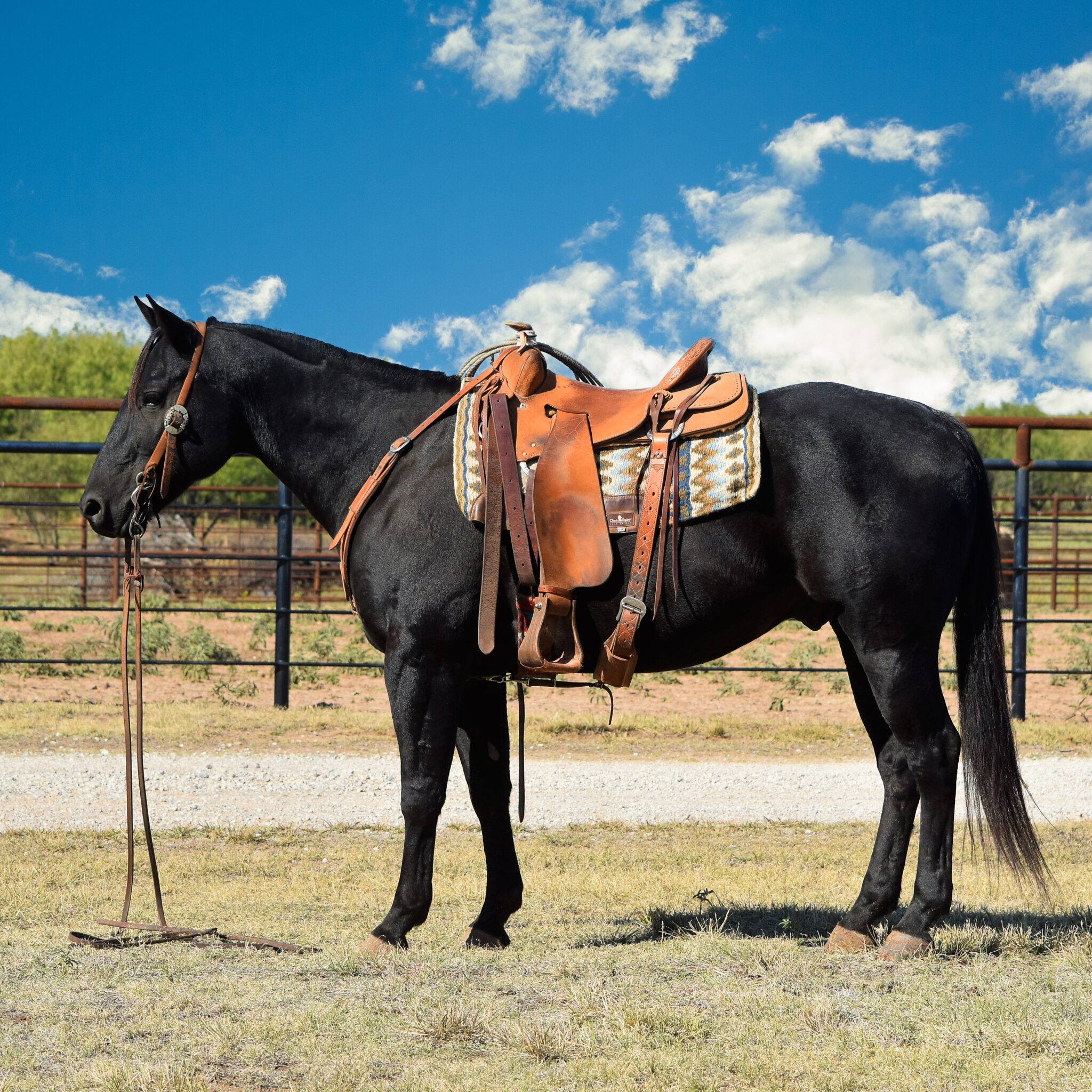 Horses For Sale - Boyd Ranch, LLC | Commercial Cattle, Ranch & Cow ...