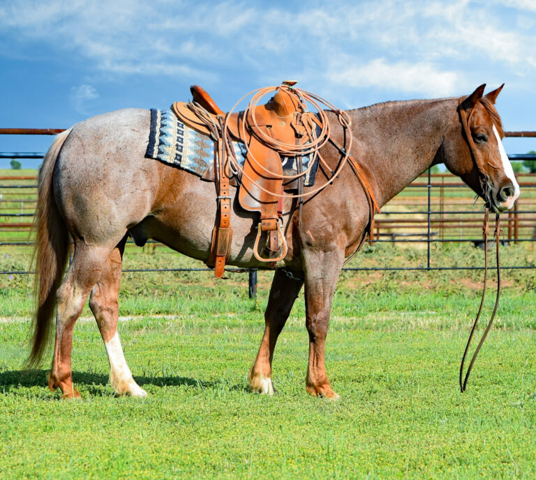 Horses For Sale - Boyd Ranch, LLC | Commercial Cattle, Ranch & Cow ...