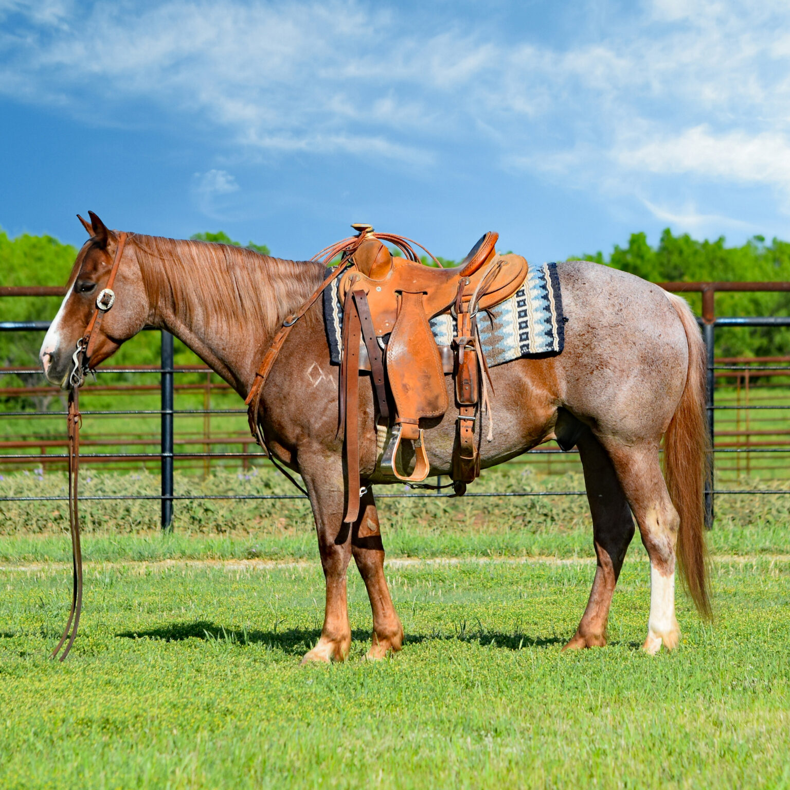 Horses For Sale - Boyd Ranch, LLC | Commercial Cattle, Ranch & Cow ...