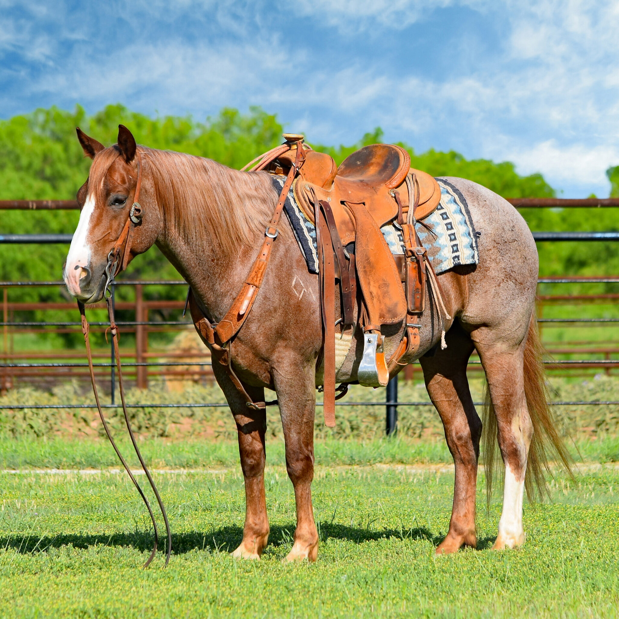 Horses For Sale - Boyd Ranch, LLC | Commercial Cattle, Ranch & Cow ...