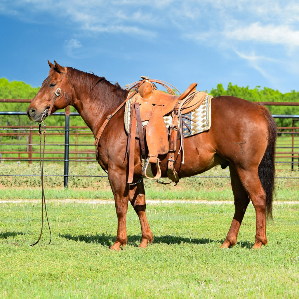 Horses For Sale - Boyd Ranch, Llc 