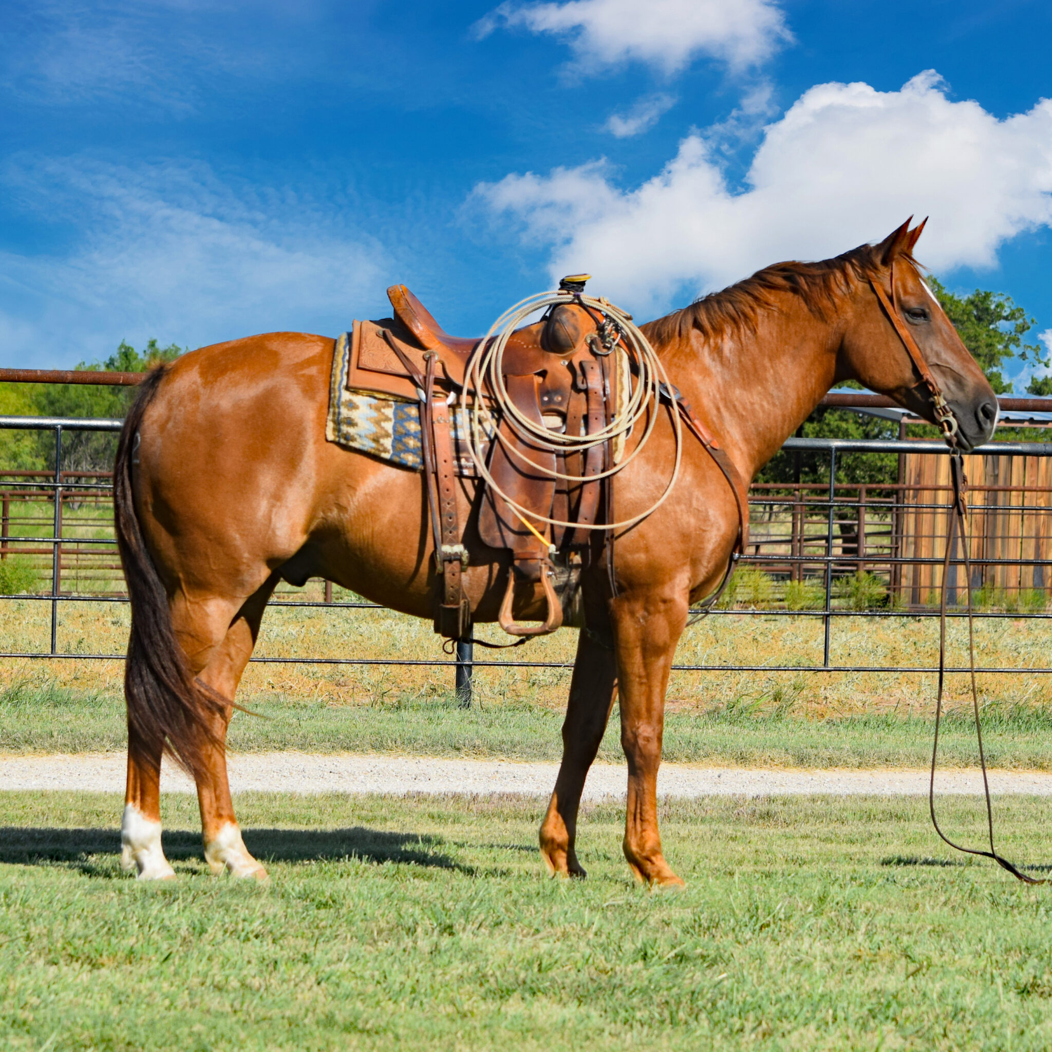 Horses For Sale - Boyd Ranch, LLC | Commercial Cattle, Ranch & Cow ...